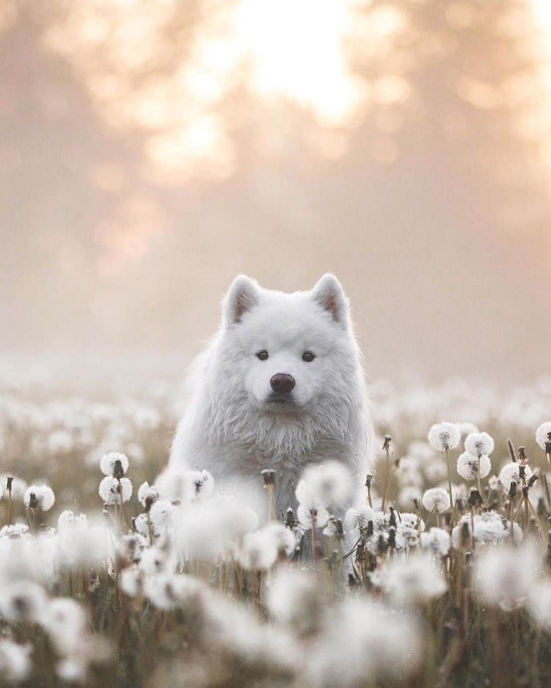 Canon Photographyさんのインスタグラム写真 - (Canon PhotographyInstagram)「Samoyed Edwin from Finland 🇫🇮 Photography // @edwinsamoyed Curated by @steffeneisenacher  #samoyed #nordicdogs #finland #dogsofinstagram #petsofinstagram #reflectiongram」9月2日 6時10分 - cpcollectives