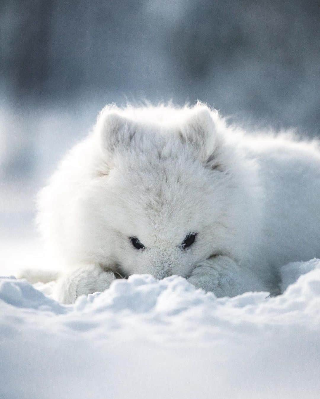 Canon Photographyさんのインスタグラム写真 - (Canon PhotographyInstagram)「Samoyed Edwin from Finland 🇫🇮 Photography // @edwinsamoyed Curated by @steffeneisenacher  #samoyed #nordicdogs #finland #dogsofinstagram #petsofinstagram #reflectiongram」9月2日 6時10分 - cpcollectives