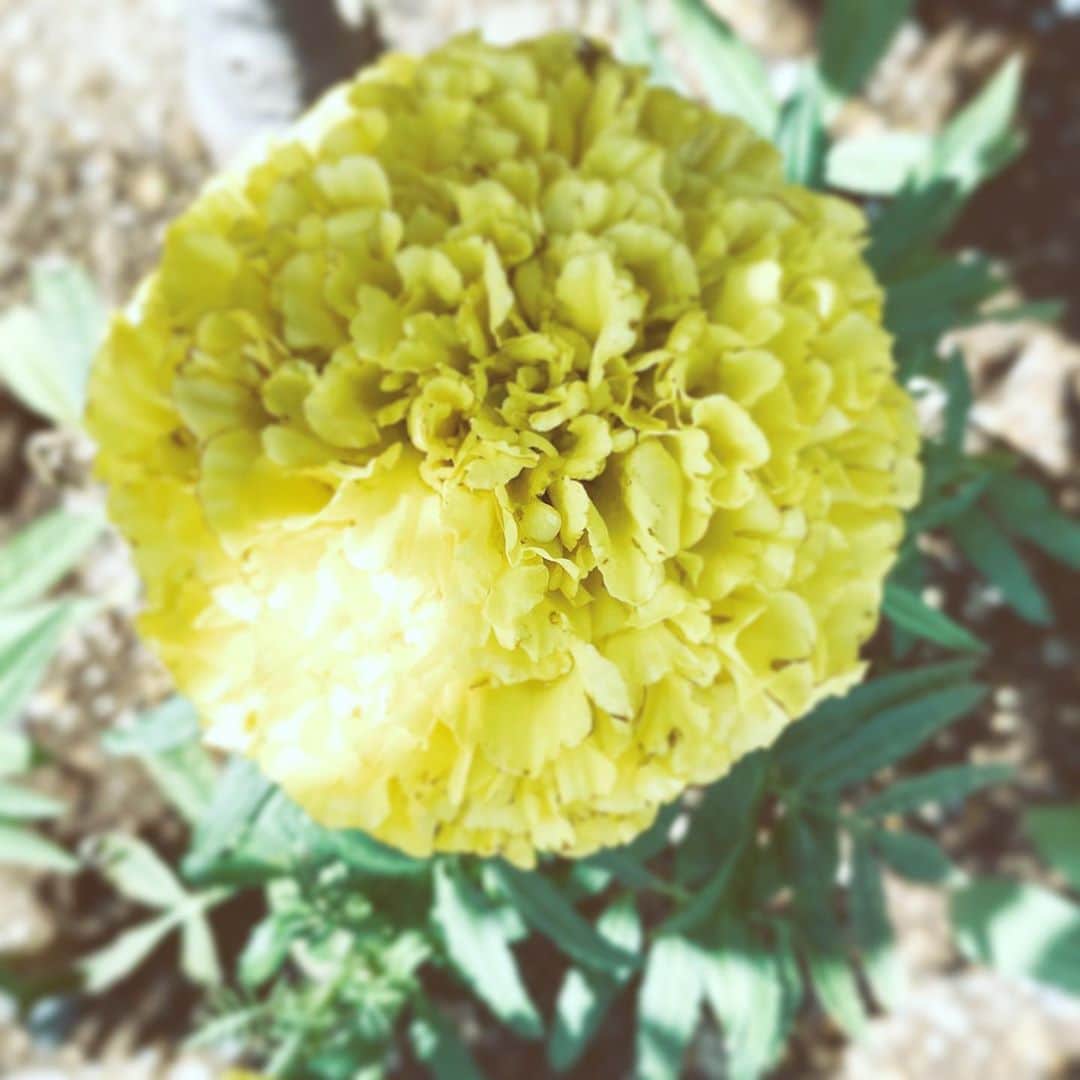 のインスタグラム：「#flower #flowersoflife #yellow #hope #neighborhood」