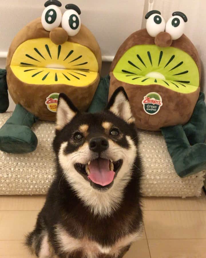 まめ丸のインスタグラム：「* * 【⚠️音がでるよ⚠️】 今日は『キウイの日🥝』なんだって🐶❣️ ぼくもあのブラザーズに いれてもらったよ💓 #オフショットはブログにのせたよ🐶 * * #だんだん閉まる口　シリーズ #ゲプッ 🌬 #ごめんね🐶🙏💦 * #柴犬#豆柴#柴#黒柴#犬#shiba#shibainu#shibastagram#puppy#instadog#dogstagram#dogsofinstagram#dog#instashiba#petstagram#blackshiba#kuroshiba#cute#adorable#강아지#멍스타그램#개스타그램#まめ丸何の日シリーズ#キウイの日#キウイブラザーズ#キウイ」