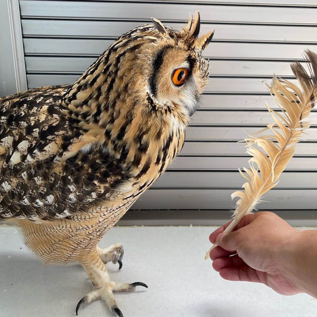 GEN3 Owlのインスタグラム：「大きな羽が抜けると自分でぼろぼろにしちゃうんだよね〜。 He is pleased with his shabby wings. #owl #owlgaru」