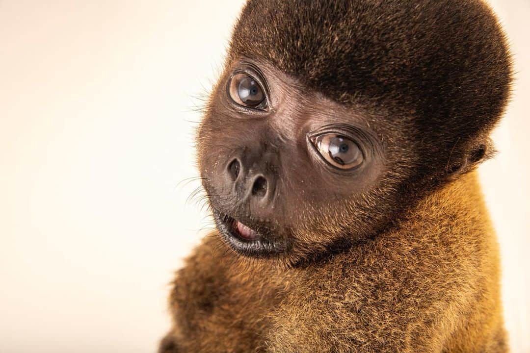 Joel Sartoreさんのインスタグラム写真 - (Joel SartoreInstagram)「Happy International Primate Day! Currently, researchers estimate that there are 704 species and subspecies of primates. All primates are found predominantly in tropical or subtropical regions. Typically, primates have large, highly developed brains, as well as forward-facing color vision, flexible hands and feet with fingernails and opposable thumbs. Primates have slower developmental rates than other similarly sized mammals and reach maturity later, but usually have significantly longer lifespans. Photos taken with a @nikonusa D4. #InternationalPrimateDay #woollymonkey #tarsier #tamarin #langur #sifaka #baboon #mandrill #chimpanzee #marmoset #slowloris #primate #mammal #diversity #NikonAmbassador #PhotoArk #savetogether  Featured images: slow loris @endangeredprimaterescuecenter Geoffroy’s tufted-ear marmoset @clemetzoo chimpanzee @zootampa mandrills @gladysporterzoo Gelada baboons @parconaturaviva Coquerel’s sifaka at Lemuria Land red-shanked douc langurs @endangeredprimaterescuecenter Pied tamarin @clemetzoo spectral tarsier @wrs.ig Peruvian woolly monkey @cetasibamars」9月1日 22時02分 - joelsartore