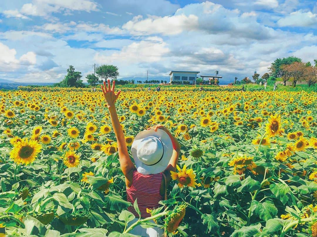 渡辺由布子さんのインスタグラム写真 - (渡辺由布子Instagram)「🌻  2018.08.31 ENDLESS SUMMER  いつもと違う夏。 今年の夏は諦めたことが多くて、 どこか不完全燃焼。 まだ終われない気分。  (なので9月末に夏休みを取る予定♡)  #夏をあきらめられなくて #TUBE  #ひまわり畑  #明野ひまわり畑  #向日葵 #サンフラワーフェス  #死ぬまでに行きたい日本の絶景  #HelloSeptember #summer  #sunflower  #flowerfields  #tbt🔙📸   📍 #Hokuto #Yamanashi #🇯🇵」9月1日 22時07分 - watanabe_yuko