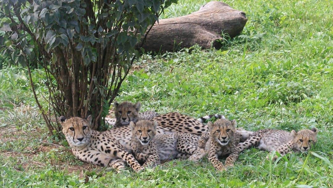 スミソニアン国立動物園のインスタグラム