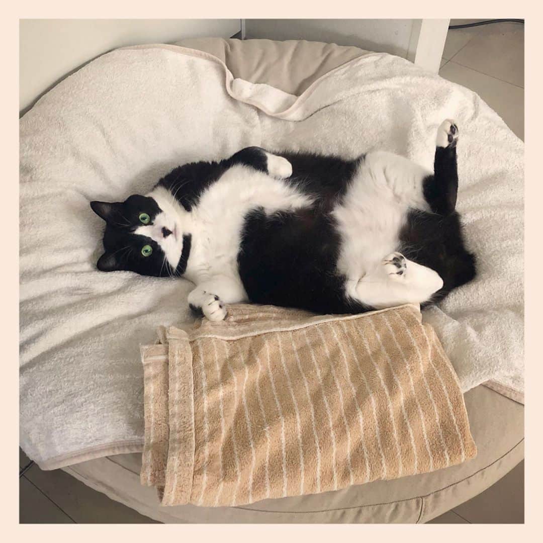 パンといっぴきのインスタグラム：「#元保護猫 #ハチワレ #白黒猫 #blackandwhitecat #tuxedocat」