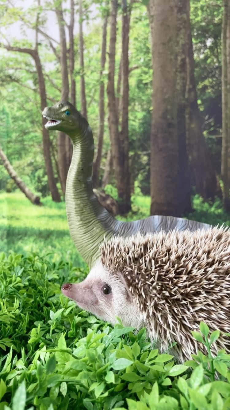 ダーシーのインスタグラム：「Kaolasaurus🦔🦖🦕✨」