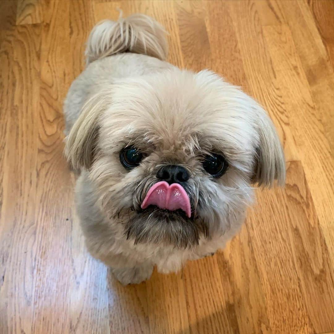 Dougie the Shih Tzuさんのインスタグラム写真 - (Dougie the Shih TzuInstagram)「Tongue out Tuesday ❤️」9月1日 22時52分 - dailydougie