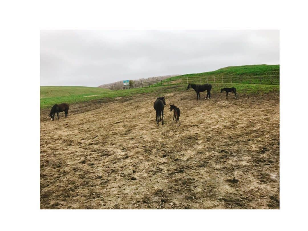 吉岡里帆さんのインスタグラム写真 - (吉岡里帆Instagram)「「鶴瓶の家族に乾杯」 昨日は沢山コメントありがとうございました。 本当に温かくて忘れられない旅だったので、 また再会出来て嬉しかったです。  新冠中学の皆んな、八木一家の皆様、テイエムプリキュアとテイエムユニバース、新冠町が大好きです。 また会える日まで🐎💫  (再放送は3日23:45〜)  #鶴瓶の家族に乾杯」9月1日 23時16分 - riho_yoshioka