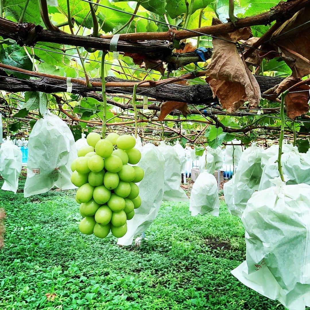 志摩有子のグルメインスタ