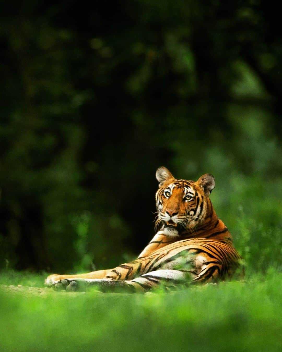 Discoveryさんのインスタグラム写真 - (DiscoveryInstagram)「Similar to domestic house cats, tigers spend a great deal of their time resting or sleeping.  Photo: Yashas Narayan (@yashasnarayan)  #tigertuesday #tiger #bigcatsofinstagram #relaxingtime #chillvibes #catlife🐾」9月1日 23時39分 - discovery