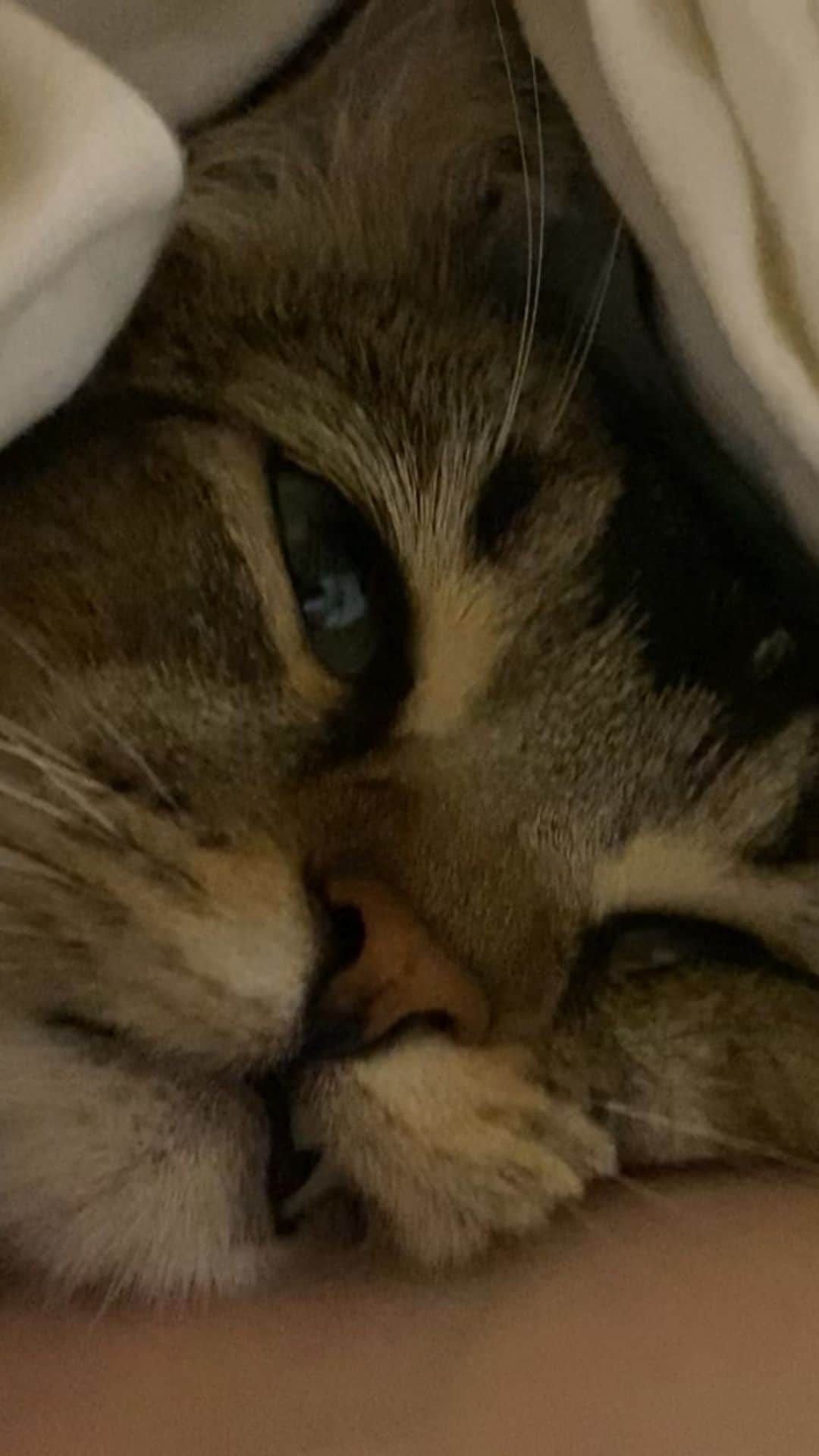 のインスタグラム：「@melon05060620  #ロンスタ  #ゴロゴロメル #メルロン#lon #mel #melonstagram #アメリカンカール  #cat #catstagram  #ろん #瓏 #珑 #lon #ろんすた」