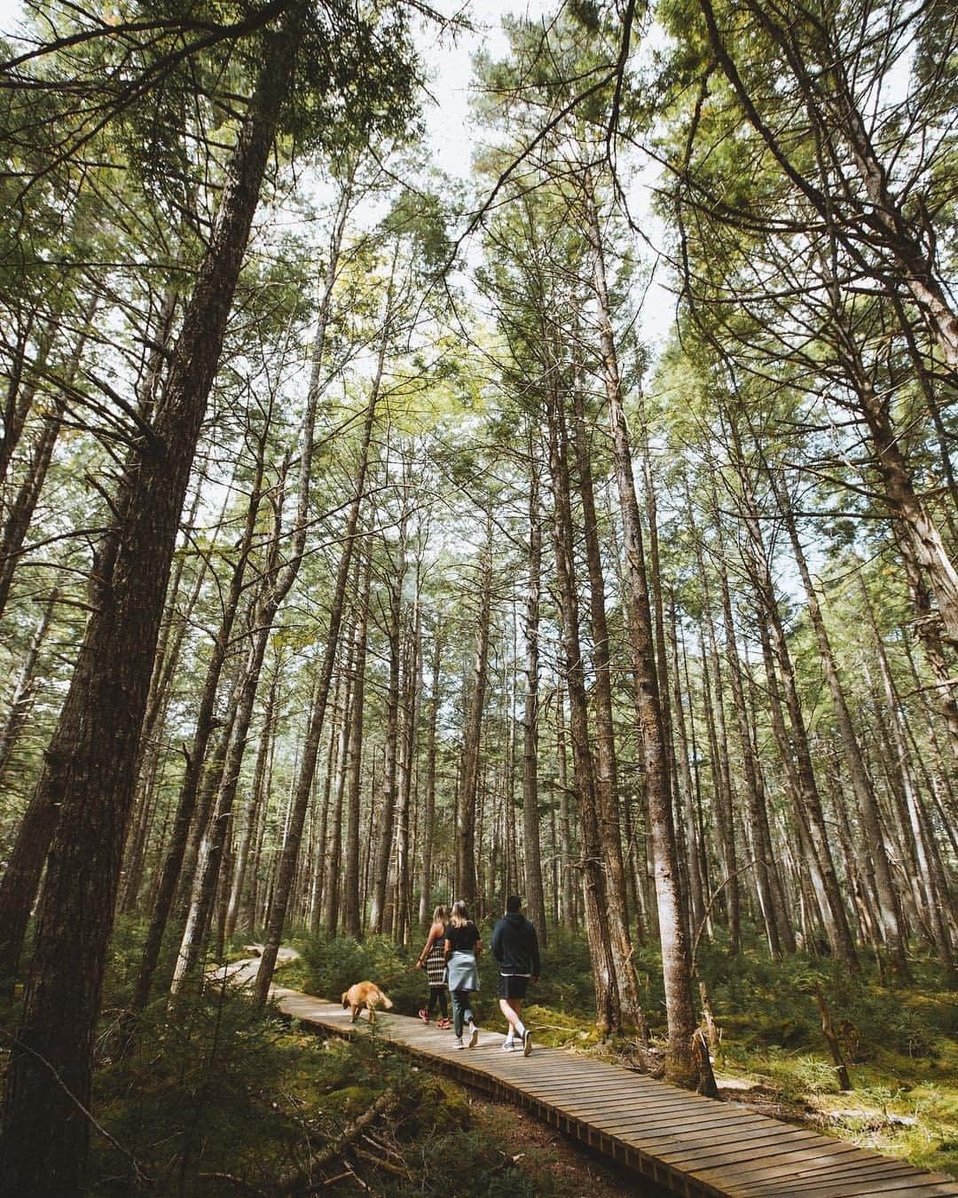 Explore Canadaさんのインスタグラム写真 - (Explore CanadaInstagram)「If you’re local to Nova Scotia and are looking for somewhere new to explore, head to the Hemlocks and Hardwoods trail of Keji (short for Kejimkujik National Park and National Historic Site). There, you’ll see 300-year-old hemlocks as you move through places where Mi’kmaq have been living for millennia. Spend some time along the lakeshores of Keji to observe over 500 petroglyphs, some of the only remaining evidence of the ancient Mi’kmaq’s written history. Stay until dark and stand in awe under tens of thousands of stars in Nova Scotia’s only Dark Sky Preserve. #ExploreCanada⁠ ⁠ *Know before you go! Check the most up-to-date travel restrictions and border closures before planning your trip.*⁠ ⁠ 📷: @codykehoe⁠ 📍: @visitnovascotia, @parks.canada⁠ ⁠ #VisitNovaScotia #ParksCanada⁠」9月2日 0時01分 - explorecanada