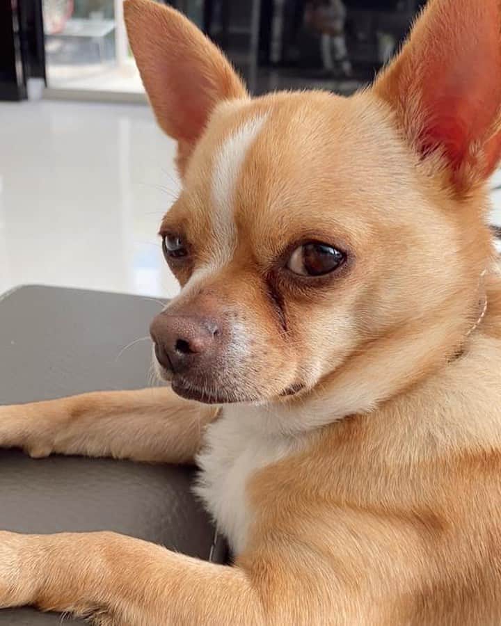 ジョアナ・サンスのインスタグラム：「Mi rubito💝 Romeo, es todo un seductor 😏 #chihuahualovers」