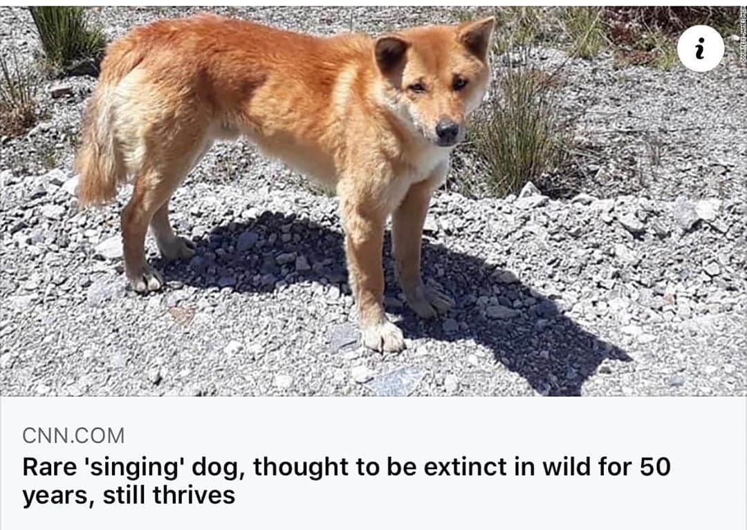 のインスタグラム：「Good news for New Guinea Singing Dog Conservation.   Anyone that has met Stumpy Doo knows the story of the New Guinea Singing Dog.  They are descendants from a wild canid living in the highlands of New Guinea.  In the 50’s thru 70’s a small number of these animals were brought to North America and a captive breeding program was initiated to preserve this animal.  In the ensuing years the habitat of these dogs was changed by humans.  Deforestation occurred in many areas and humans brought industry to these places.  People also brought modern dogs with them.  There was a concern that NGSDs in the wild were lost forever.  Recent genetic studies performed on free ranging dogs living in the highlands of New Guinea show there is a high likelihood that wild living singers still exist and they might have remained genetically pure.  More study will need to be performed on this population to confirm this.   https://www.cnn.com/2020/08/31/asia/singing-dog-found-in-wild-scn-trnd/index.html . . . . #ngsd #newguineasingingdog #newguinea #dogs #primitivedogs #conservation #stumpydoo #nickyr #singers #highlandwilddogs #supportlocal #sandiego #socal #nonprofit」