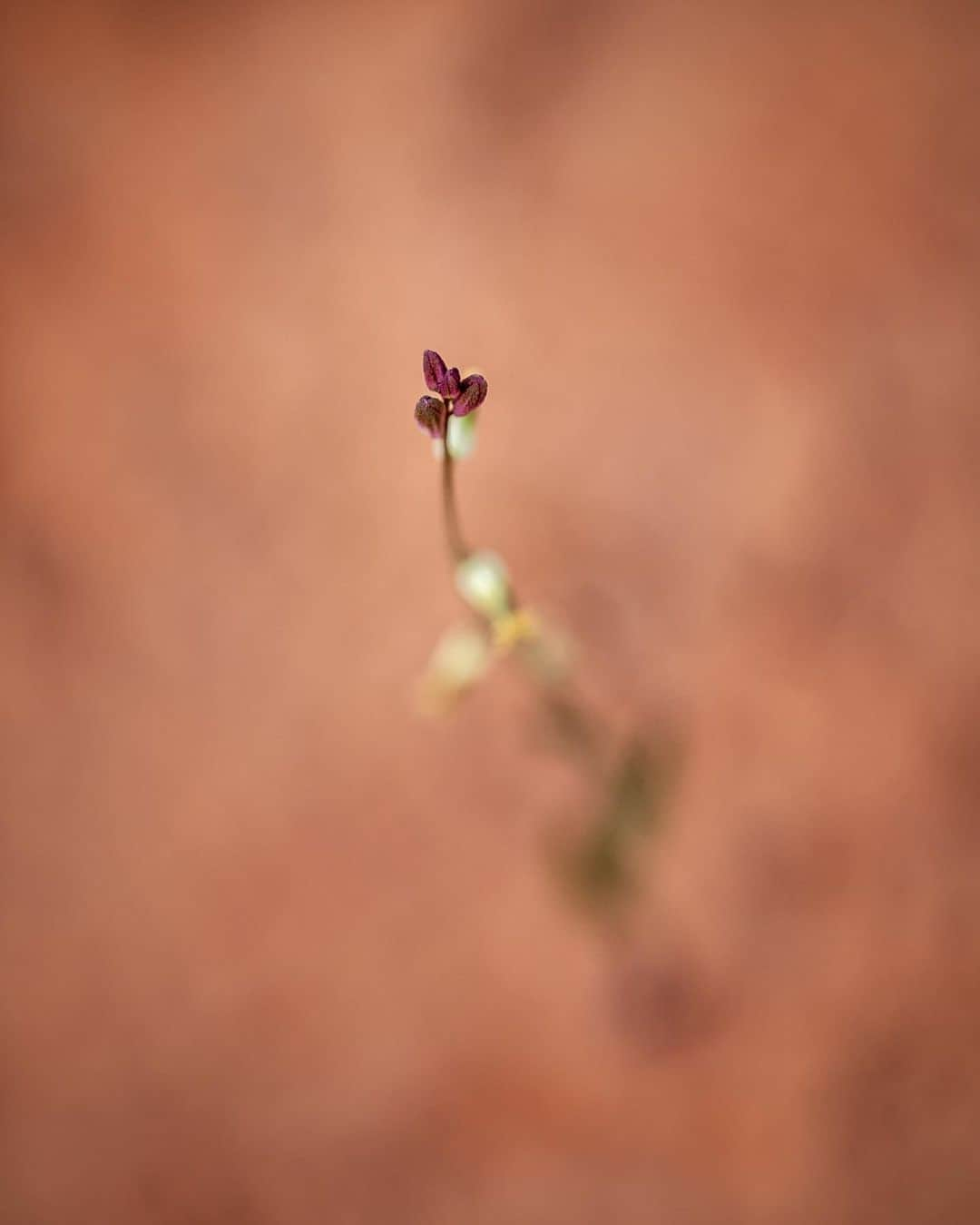 アンジー・ペインさんのインスタグラム写真 - (アンジー・ペインInstagram)「Plants and moods. Here is a collection of photos of plants that make me feel things. I’m not great at sitting with feelings, but I find that the process of taking and editing photos helps me become better. Maybe these will evoke some feelings for some of you, too.  • • • #macro #macrophotography」9月2日 0時59分 - angelajpayne