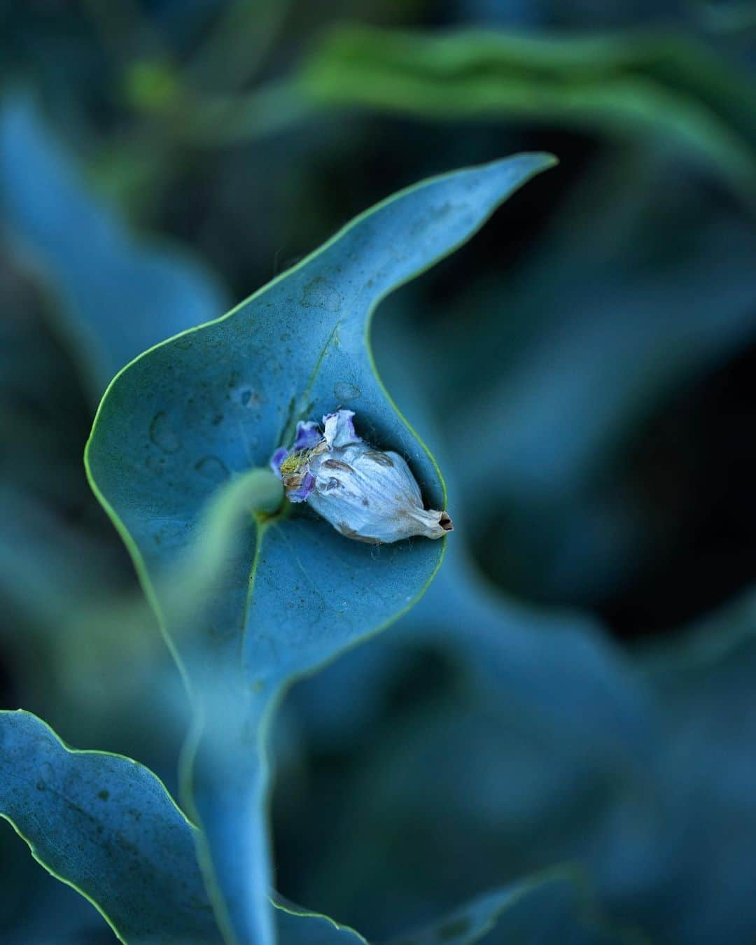 アンジー・ペインさんのインスタグラム写真 - (アンジー・ペインInstagram)「Plants and moods. Here is a collection of photos of plants that make me feel things. I’m not great at sitting with feelings, but I find that the process of taking and editing photos helps me become better. Maybe these will evoke some feelings for some of you, too.  • • • #macro #macrophotography」9月2日 0時59分 - angelajpayne