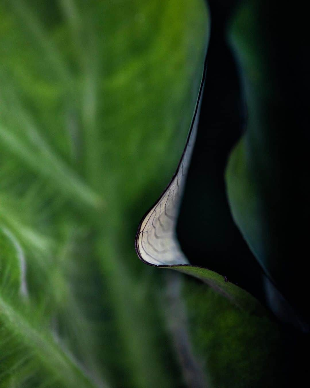 アンジー・ペインさんのインスタグラム写真 - (アンジー・ペインInstagram)「Plants and moods. Here is a collection of photos of plants that make me feel things. I’m not great at sitting with feelings, but I find that the process of taking and editing photos helps me become better. Maybe these will evoke some feelings for some of you, too.  • • • #macro #macrophotography」9月2日 0時59分 - angelajpayne