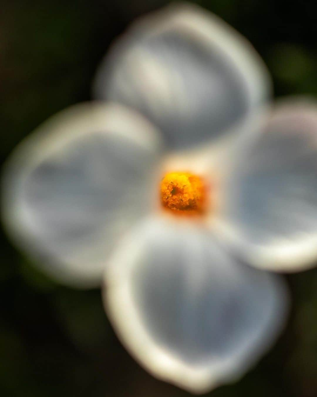 アンジー・ペインさんのインスタグラム写真 - (アンジー・ペインInstagram)「Plants and moods. Here is a collection of photos of plants that make me feel things. I’m not great at sitting with feelings, but I find that the process of taking and editing photos helps me become better. Maybe these will evoke some feelings for some of you, too.  • • • #macro #macrophotography」9月2日 0時59分 - angelajpayne