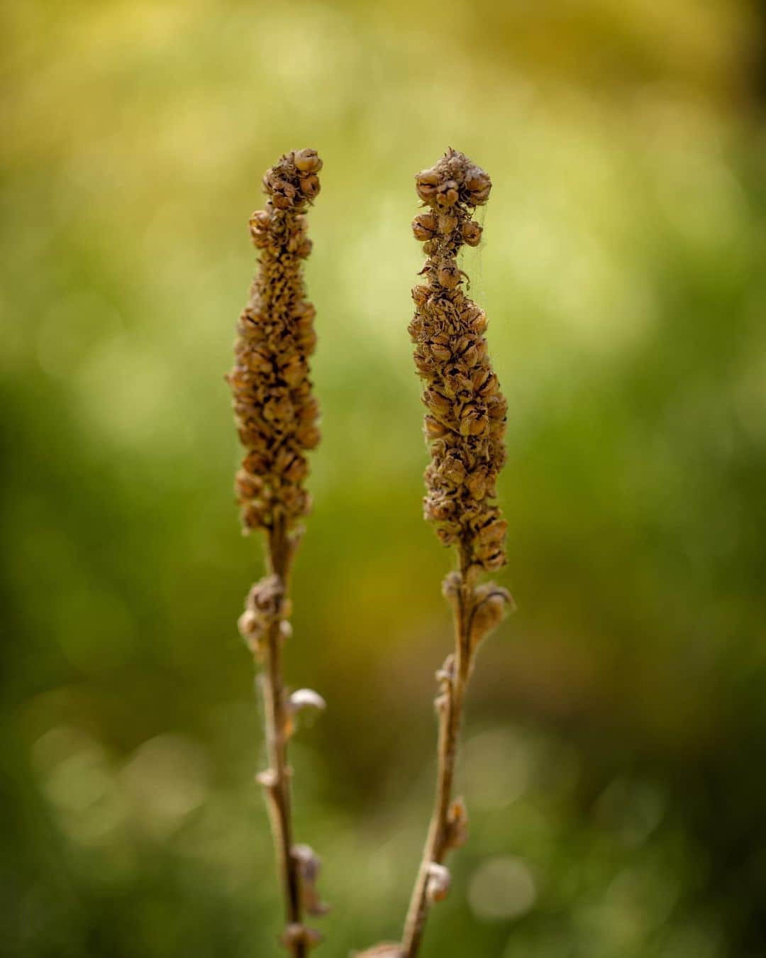 アンジー・ペインさんのインスタグラム写真 - (アンジー・ペインInstagram)「Plants and moods. Here is a collection of photos of plants that make me feel things. I’m not great at sitting with feelings, but I find that the process of taking and editing photos helps me become better. Maybe these will evoke some feelings for some of you, too.  • • • #macro #macrophotography」9月2日 0時59分 - angelajpayne