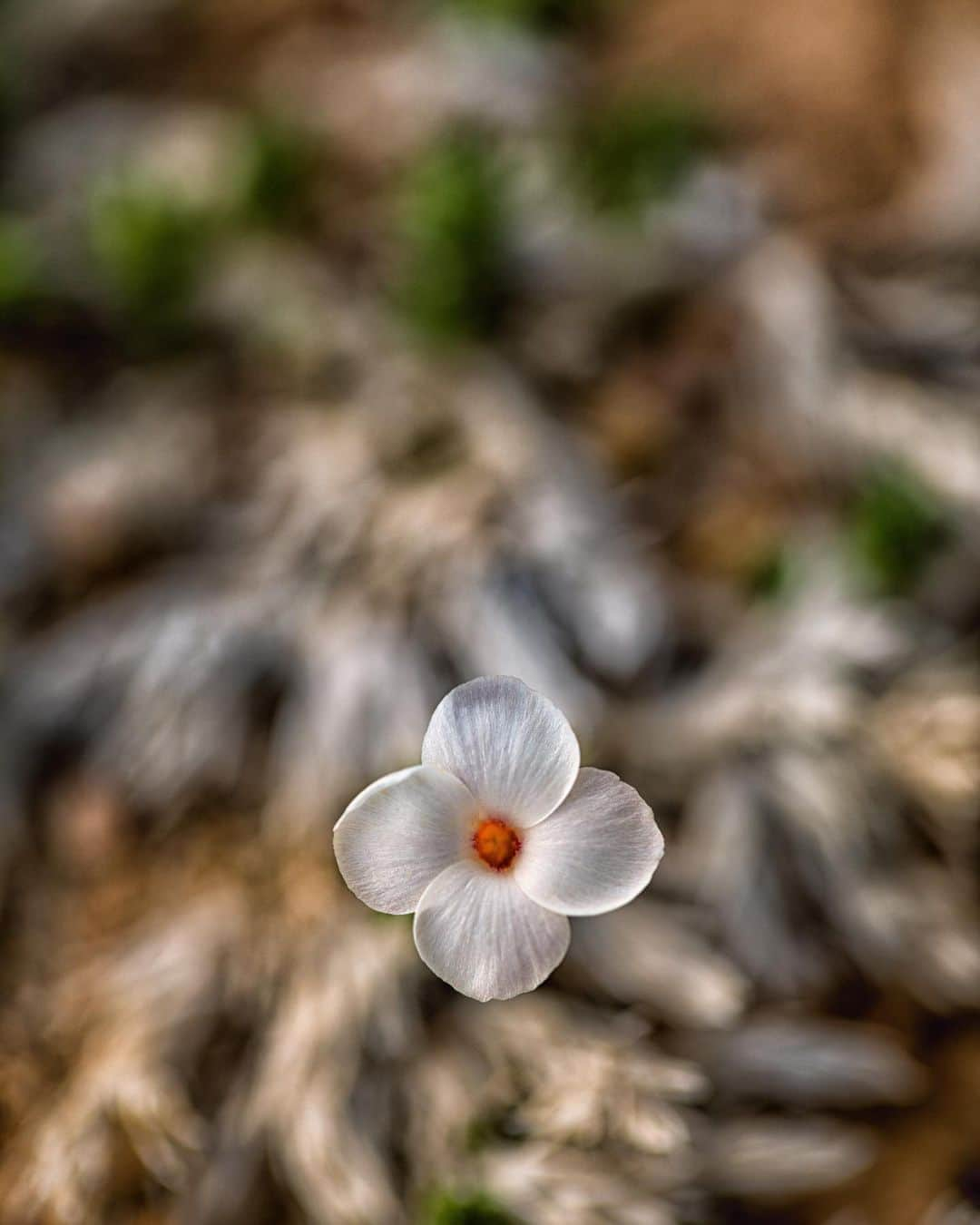 アンジー・ペインさんのインスタグラム写真 - (アンジー・ペインInstagram)「Plants and moods. Here is a collection of photos of plants that make me feel things. I’m not great at sitting with feelings, but I find that the process of taking and editing photos helps me become better. Maybe these will evoke some feelings for some of you, too.  • • • #macro #macrophotography」9月2日 0時59分 - angelajpayne