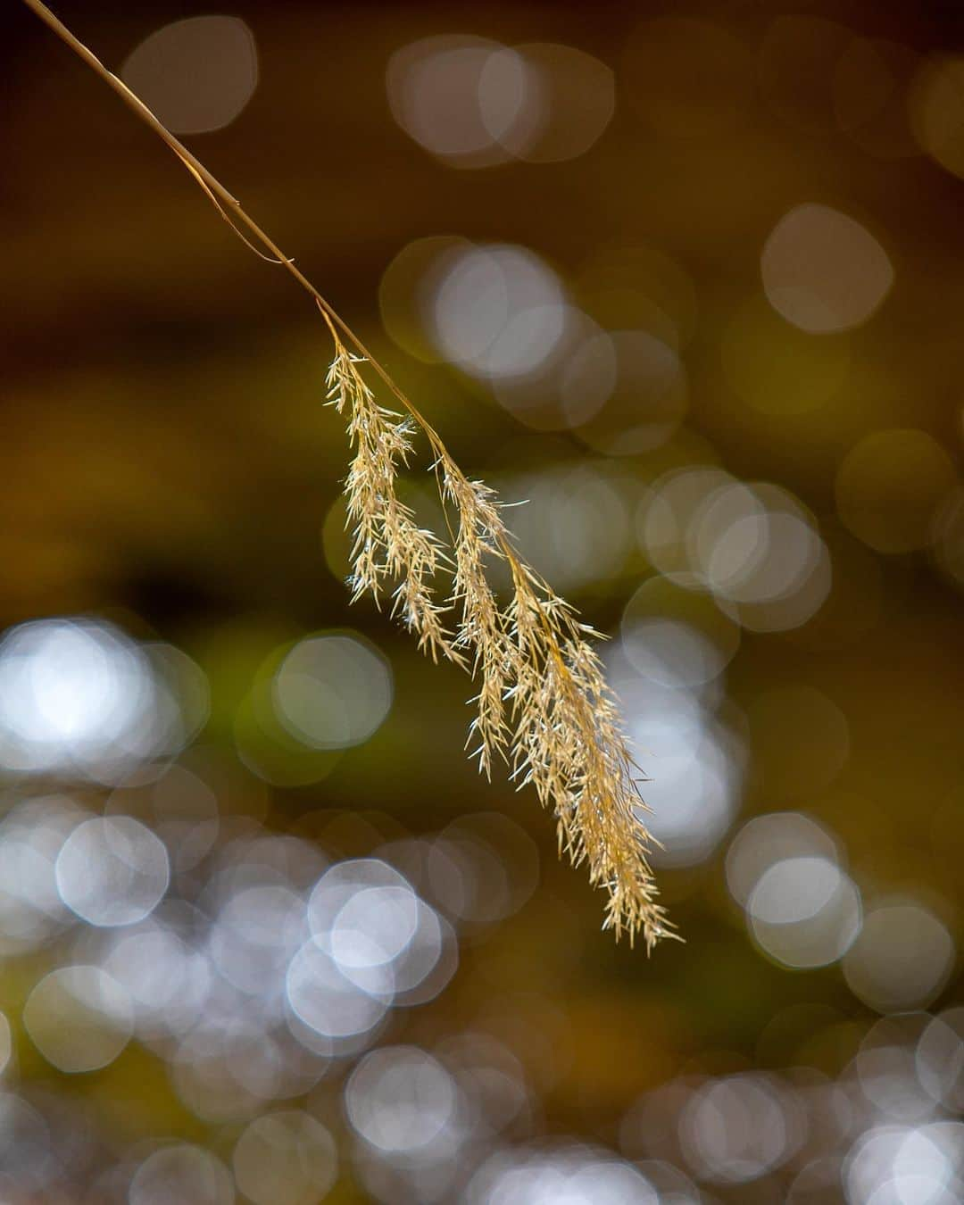 アンジー・ペインさんのインスタグラム写真 - (アンジー・ペインInstagram)「Plants and moods. Here is a collection of photos of plants that make me feel things. I’m not great at sitting with feelings, but I find that the process of taking and editing photos helps me become better. Maybe these will evoke some feelings for some of you, too.  • • • #macro #macrophotography」9月2日 0時59分 - angelajpayne