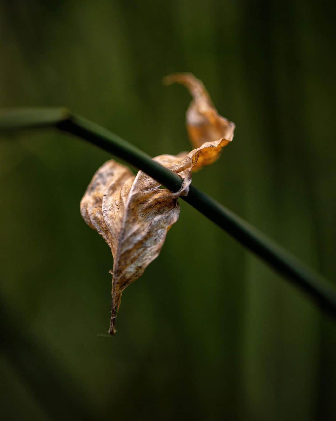 アンジー・ペインのインスタグラム：「Plants and moods. Here is a collection of photos of plants that make me feel things. I’m not great at sitting with feelings, but I find that the process of taking and editing photos helps me become better. Maybe these will evoke some feelings for some of you, too.  • • • #macro #macrophotography」