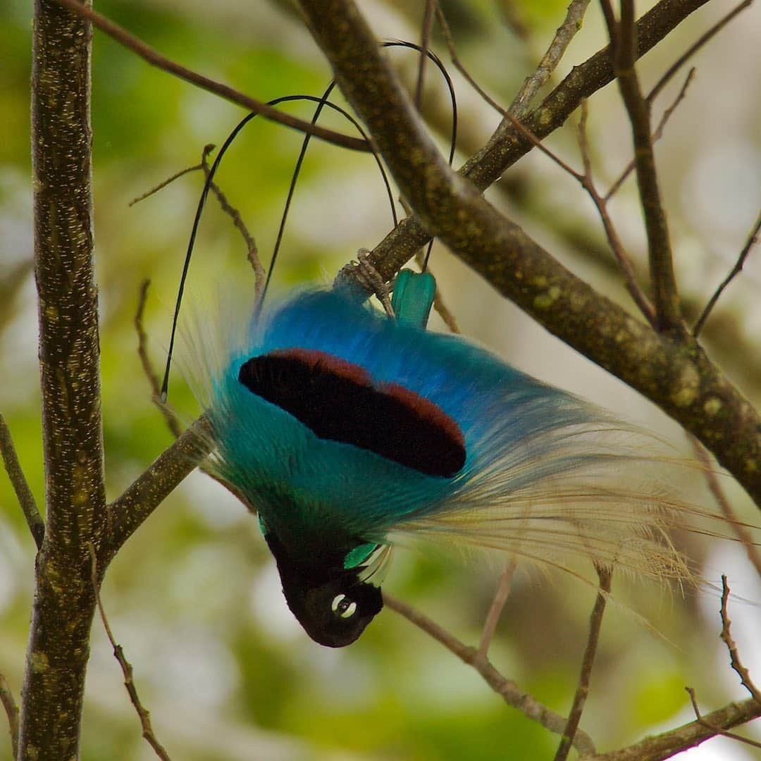 Tim Lamanさんのインスタグラム写真 - (Tim LamanInstagram)「Photos by @TimLaman.  New Guinea is of course justly famous for its Birds-of-Paradise.  What’s so special about them?  This group of birds has forty species that are incredibly varied, like these three examples:  1) Blue Bird-of-Paradise performing upside down display;  2) Westen Parotia performing ballerina display;  3)  King Bird-of-Paradise displaying.  So of course they are featured in my new book “New Guinea:  Nature and Culture of Earth’s Grandest Island”, published by Princeton Univ Press, and available now at the link in bio.    Please take the chance to learn more about this incredible part of the world and its importance for global conservation, as the site of the largest intact rainforest in the whole Asia-Pacific.  The island of New Guinea spans the Indonesian provinces of Papua and West Papua, as well as the country of Papua New Guinea.  Its big!  Second only to Greenland in the world’s islands.   #NewGuinea #Papua #Indonesia #PNG #bluebirdofparadise #birdsofparadise #parotia」9月2日 0時52分 - timlaman