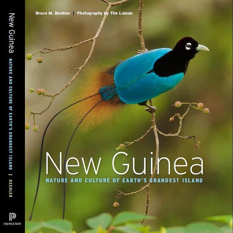 Tim Lamanさんのインスタグラム写真 - (Tim LamanInstagram)「Photos by @TimLaman.  New Guinea is of course justly famous for its Birds-of-Paradise.  What’s so special about them?  This group of birds has forty species that are incredibly varied, like these three examples:  1) Blue Bird-of-Paradise performing upside down display;  2) Westen Parotia performing ballerina display;  3)  King Bird-of-Paradise displaying.  So of course they are featured in my new book “New Guinea:  Nature and Culture of Earth’s Grandest Island”, published by Princeton Univ Press, and available now at the link in bio.    Please take the chance to learn more about this incredible part of the world and its importance for global conservation, as the site of the largest intact rainforest in the whole Asia-Pacific.  The island of New Guinea spans the Indonesian provinces of Papua and West Papua, as well as the country of Papua New Guinea.  Its big!  Second only to Greenland in the world’s islands.   #NewGuinea #Papua #Indonesia #PNG #bluebirdofparadise #birdsofparadise #parotia」9月2日 0時52分 - timlaman