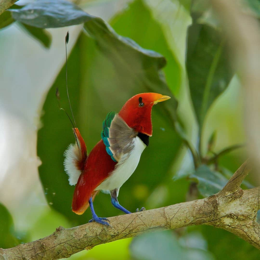 Tim Lamanさんのインスタグラム写真 - (Tim LamanInstagram)「Photos by @TimLaman.  New Guinea is of course justly famous for its Birds-of-Paradise.  What’s so special about them?  This group of birds has forty species that are incredibly varied, like these three examples:  1) Blue Bird-of-Paradise performing upside down display;  2) Westen Parotia performing ballerina display;  3)  King Bird-of-Paradise displaying.  So of course they are featured in my new book “New Guinea:  Nature and Culture of Earth’s Grandest Island”, published by Princeton Univ Press, and available now at the link in bio.    Please take the chance to learn more about this incredible part of the world and its importance for global conservation, as the site of the largest intact rainforest in the whole Asia-Pacific.  The island of New Guinea spans the Indonesian provinces of Papua and West Papua, as well as the country of Papua New Guinea.  Its big!  Second only to Greenland in the world’s islands.   #NewGuinea #Papua #Indonesia #PNG #bluebirdofparadise #birdsofparadise #parotia」9月2日 0時52分 - timlaman