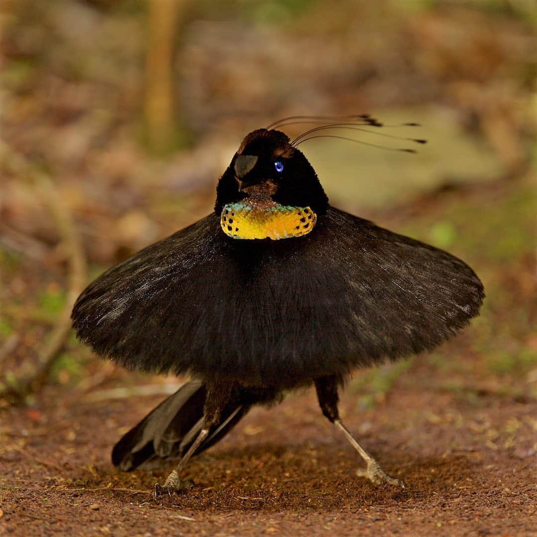 Tim Lamanさんのインスタグラム写真 - (Tim LamanInstagram)「Photos by @TimLaman.  New Guinea is of course justly famous for its Birds-of-Paradise.  What’s so special about them?  This group of birds has forty species that are incredibly varied, like these three examples:  1) Blue Bird-of-Paradise performing upside down display;  2) Westen Parotia performing ballerina display;  3)  King Bird-of-Paradise displaying.  So of course they are featured in my new book “New Guinea:  Nature and Culture of Earth’s Grandest Island”, published by Princeton Univ Press, and available now at the link in bio.    Please take the chance to learn more about this incredible part of the world and its importance for global conservation, as the site of the largest intact rainforest in the whole Asia-Pacific.  The island of New Guinea spans the Indonesian provinces of Papua and West Papua, as well as the country of Papua New Guinea.  Its big!  Second only to Greenland in the world’s islands.   #NewGuinea #Papua #Indonesia #PNG #bluebirdofparadise #birdsofparadise #parotia」9月2日 0時52分 - timlaman