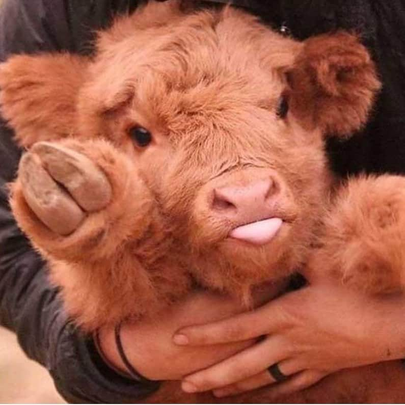 Baby Animalsさんのインスタグラム写真 - (Baby AnimalsInstagram)「This fluffy little calf is adorable, and that cute little tongue 😋」9月2日 0時52分 - thebabyanimals