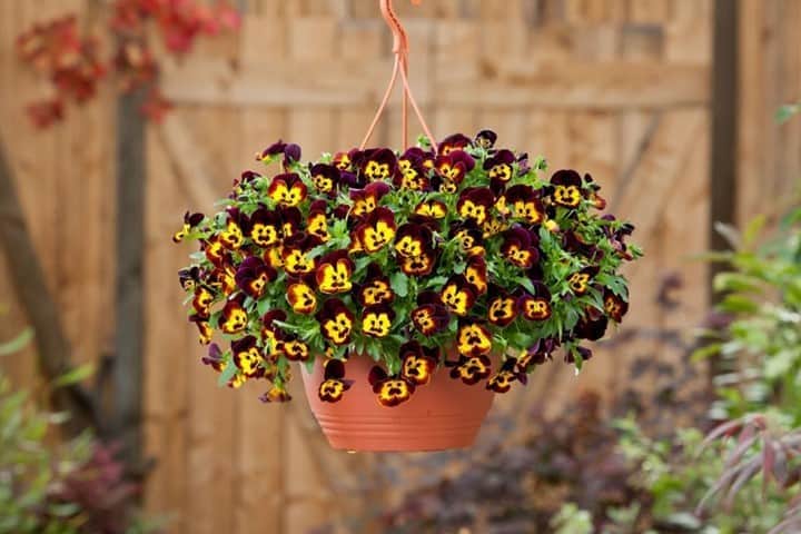 HGTVさんのインスタグラム写真 - (HGTVInstagram)「Stage your own fall color show with spectacular hanging baskets overflowing with plants that thrive in the season’s cooler weather. 🍂 Even if the days are still warm, cooler temps are well on their way: September 1 is the first day of meteorological fall! 🙌 Welcome fall with pretty flowers—like these Cool Wave Fire pansies—in hanging baskets. 🌼 Find 20 gorgeous hanging baskets for autumn at the link in our profile. 🔝 💐⁠ ⁠ #gardening #fallgarden #hangingbaskets #fall #flowers #pareidolia」9月2日 1時01分 - hgtv