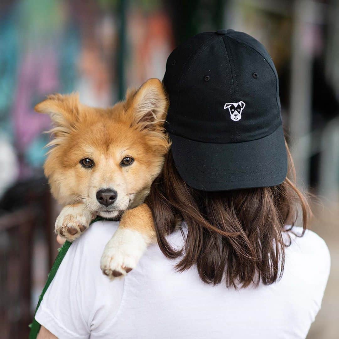 The Dogistさんのインスタグラム写真 - (The DogistInstagram)「We are launching… AN AUDIENCE DESIGNED HAT! We had so much fun making our Dogist dogs t-shirt with you, we wanted to keep the momentum going! You will be voting for the phrase that will be embroidered on the hat AND the color of the hat, with a product launch on Friday. Voting will take place on IG stories and will begin TOMORROW at 12pm EST. But first… we need some phrases! Comment below a dog-ified saying and we will choose our top six favorites for you to vote on. GET COMMENTING!」9月2日 1時00分 - thedogist