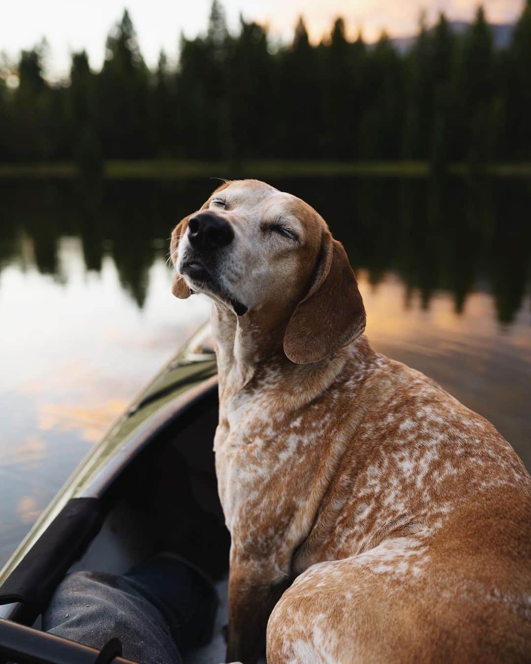 マディのインスタグラム：「Kayaking every evening with this sweet girl is my own little slice of heaven...and those skin rolls! I just wanna grab them all the time. Ha ✨」