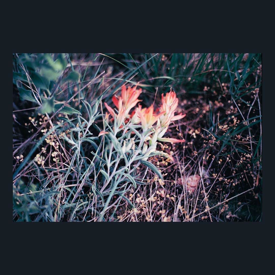 Robert Bingamanのインスタグラム：「. . . . .  . . . . . #filmphotography #filmphotographic #back2thebase #filmfeed #analogfeatures #analogphotography #deathb4digital #filmisnotdead #filmisalive #believeinfilm #keepfilmalive #shootfilm #ishootfilm #gobrokeshootfilm #staybrokeshootfilm #myfeatureshoot #subjectivelyobjective #thefilmcommunity #ifyouleave #madewithkodak #portra400 #rolledgoldfilm #kodak @kodak」