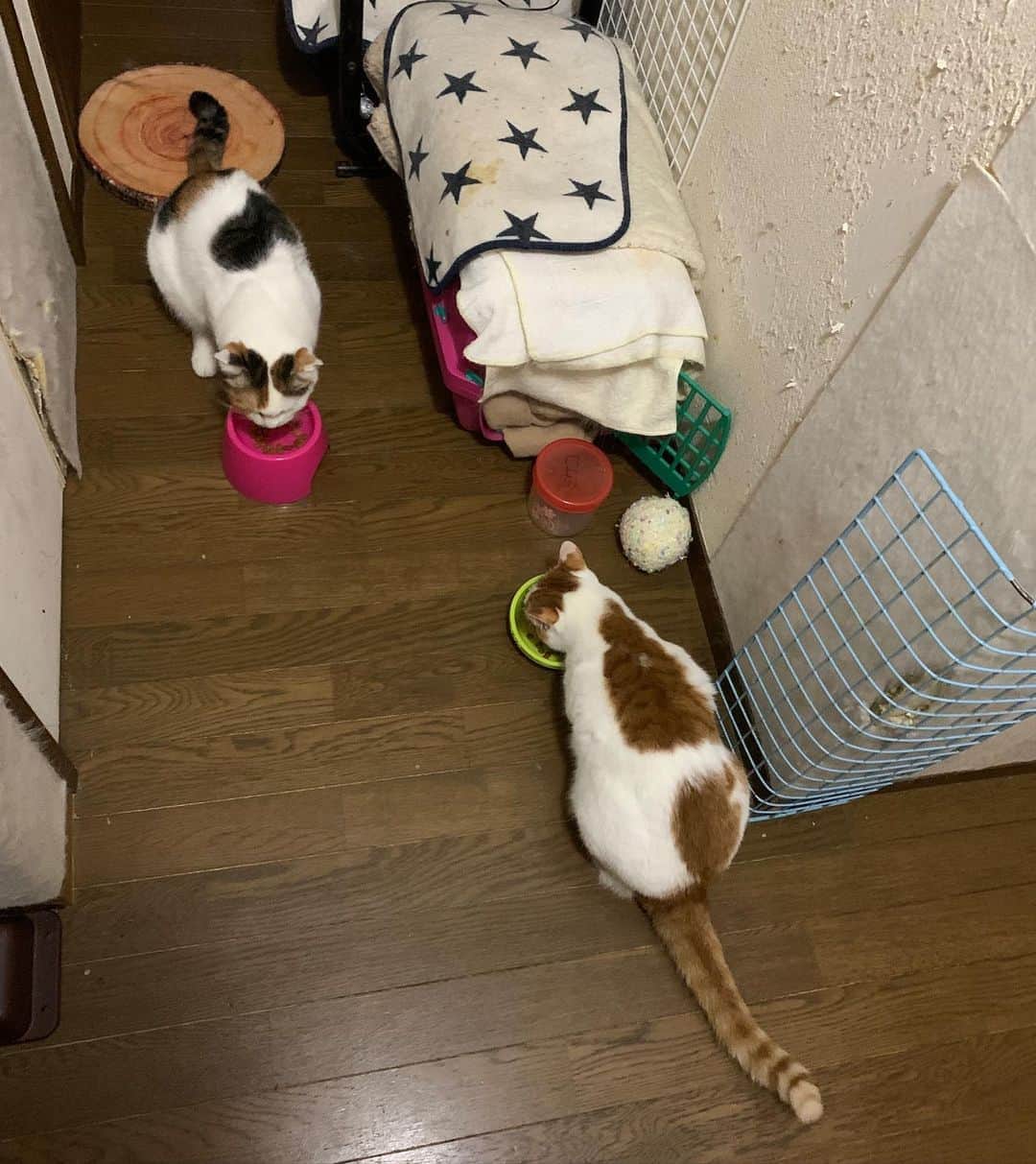 Kachimo Yoshimatsuさんのインスタグラム写真 - (Kachimo YoshimatsuInstagram)「お夜食 #うちの猫ら #oinari #mikeko #猫 #ねこ #cat #ネコ #catstagram #ネコ部 http://kachimo.exblog.jp」9月2日 2時09分 - kachimo
