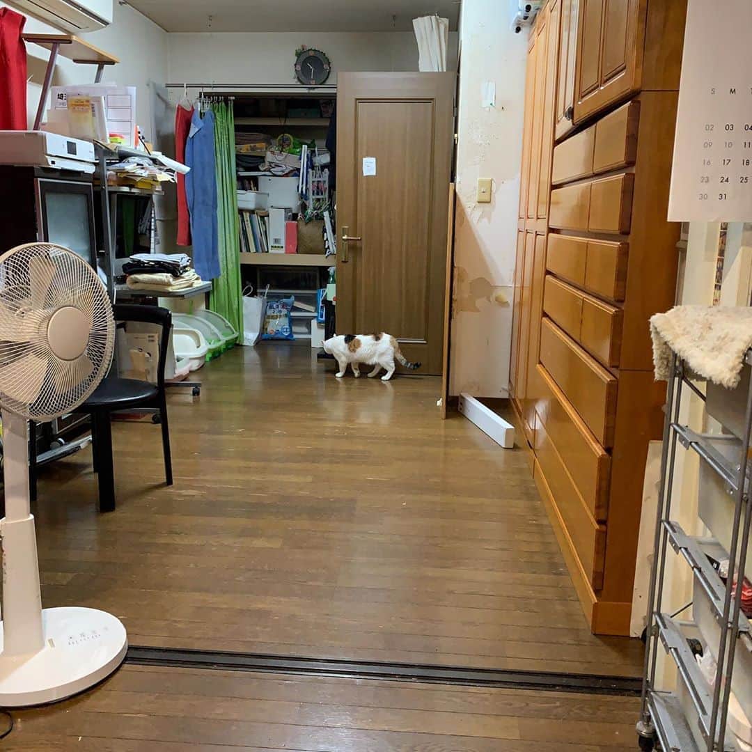 Kachimo Yoshimatsuさんのインスタグラム写真 - (Kachimo YoshimatsuInstagram)「来たよ。来たね。 あら帰っちゃった。帰っちゃったね。  #うちの猫ら #mikeko #oinari #castella #livingquest #猫 #ねこ #cat #ネコ #catstagram #ネコ部 http://kachimo.exblog.jp」9月2日 2時14分 - kachimo