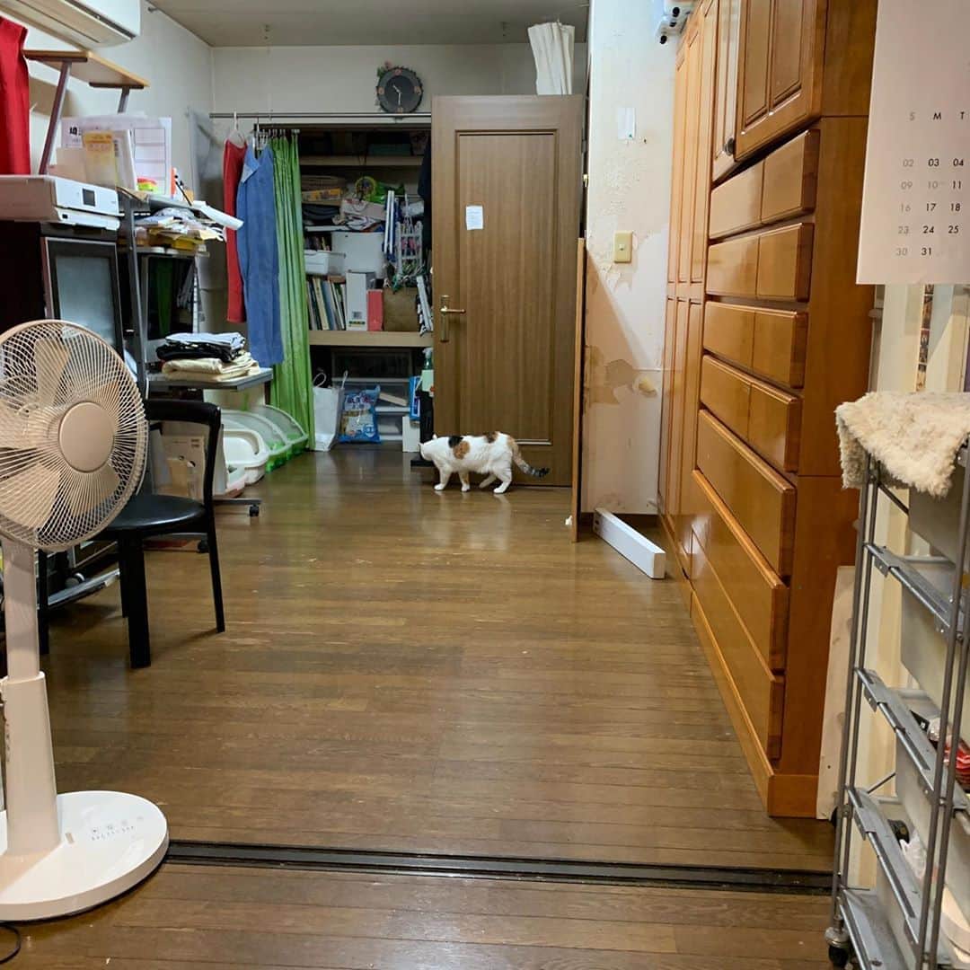 Kachimo Yoshimatsuさんのインスタグラム写真 - (Kachimo YoshimatsuInstagram)「来たよ。来たね。 あら帰っちゃった。帰っちゃったね。  #うちの猫ら #mikeko #oinari #castella #livingquest #猫 #ねこ #cat #ネコ #catstagram #ネコ部 http://kachimo.exblog.jp」9月2日 2時14分 - kachimo