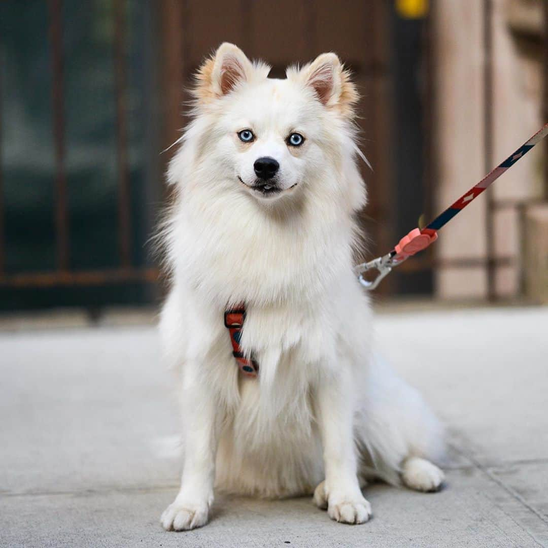 The Dogistさんのインスタグラム写真 - (The DogistInstagram)「Noah, Pomsky (1 y/o), W 4th & 7th Ave., New York, NY • “She throws her toys in her water bowl to give them a bath.” @noahpomsky」9月2日 2時22分 - thedogist