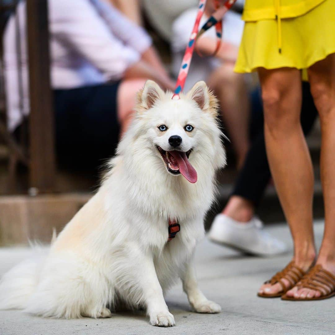 The Dogistさんのインスタグラム写真 - (The DogistInstagram)「Noah, Pomsky (1 y/o), W 4th & 7th Ave., New York, NY • “She throws her toys in her water bowl to give them a bath.” @noahpomsky」9月2日 2時22分 - thedogist