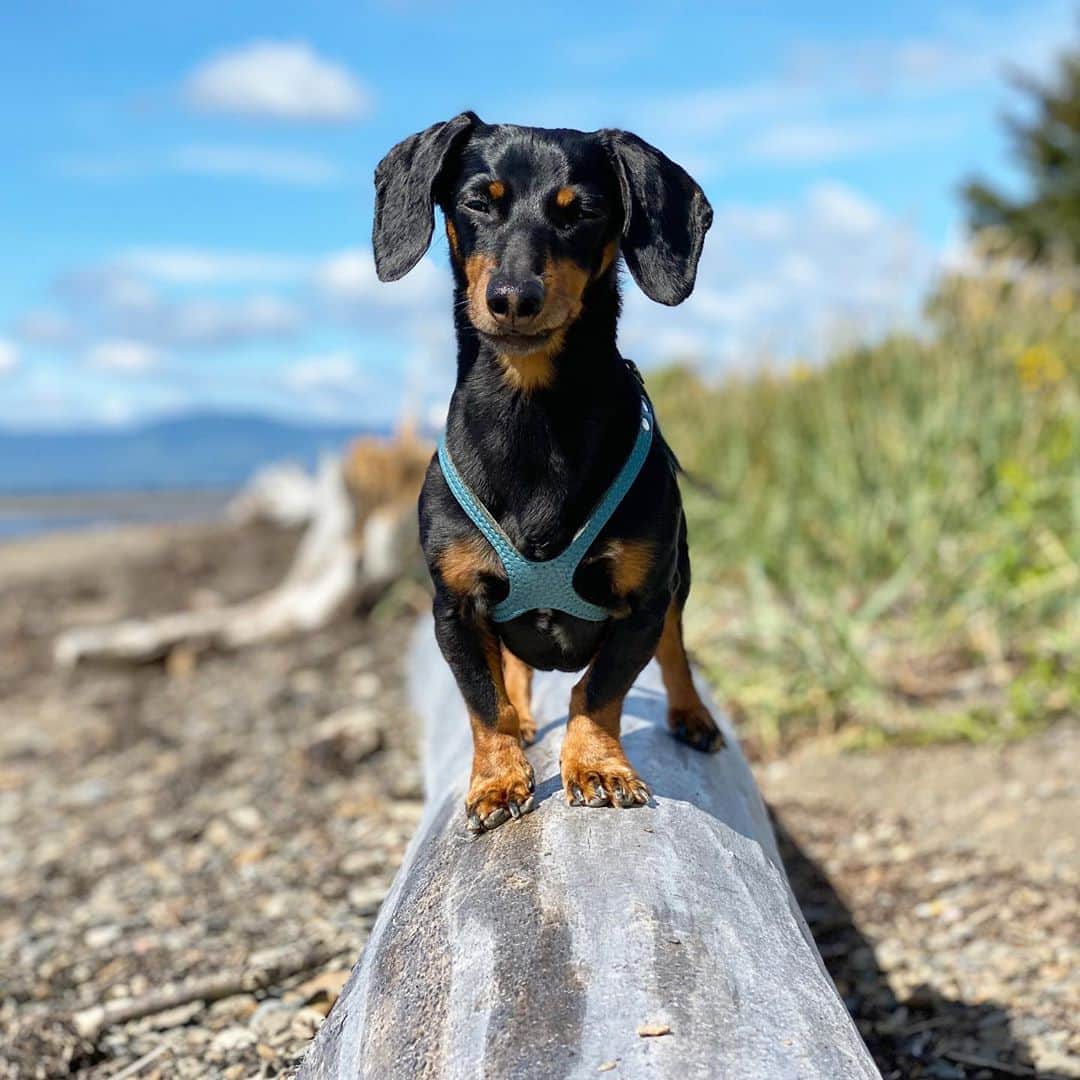 Crusoe the Celebrity Dachshundのインスタグラム：「“I live for adventure “ ~ Crusoe」