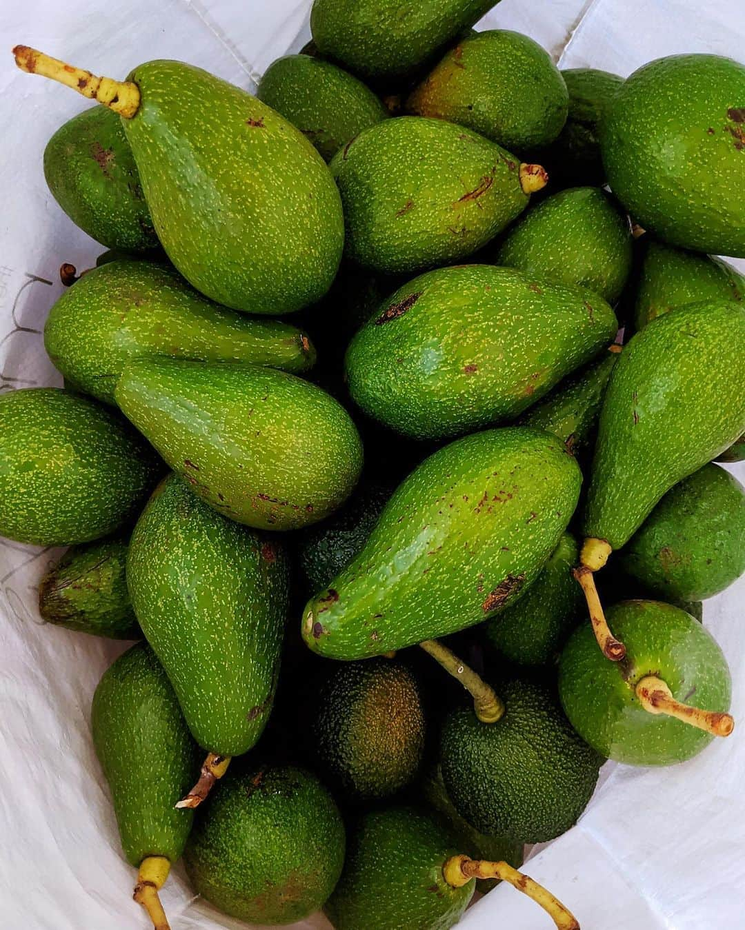 Honolulu Myohoji Missionさんのインスタグラム写真 - (Honolulu Myohoji MissionInstagram)「🥑 Avocado is in season in Hawaii, and this is all we got for the year! It’s a great feeling that we can observe the growth of avocado on the tree. Now the time to enjoy 🥗🌯🌮🥙!! * * * #ハワイ #ハワイ好きな人と繋がりたい  #ハワイだいすき #ハワイ好き #ハワイに恋して #ハワイ大好き #ハワイ生活 #ハワイ行きたい #ハワイ暮らし #オアフ島 #ホノルル妙法寺　#思い出#meditation #瞑想 #honolulumyohoji #honolulumyohojimission #御朱印女子 #開運 #穴場 #パワースポット #hawaii #hawaiilife #hawaiian #luckywelivehawaii #hawaiiliving #hawaiistyle #hawaiivacation」9月2日 3時54分 - honolulumyohoji