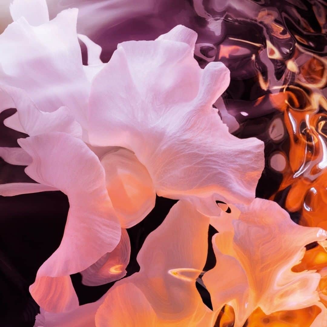 クリスチャンディオールさんのインスタグラム写真 - (クリスチャンディオールInstagram)「J’ADORE – THE NEW EAU DE PARFUM INFINISSIME A new floral bouquet that reinvents itself in an endless burst of liberated flowers: centifolia rose, sambac jasmine, ylang-ylang and tuberose from Grasse, chiseled by the woody accents of a creamy sandalwood. • #diorparfums #diorjadore @diorparfums」9月2日 4時27分 - dior