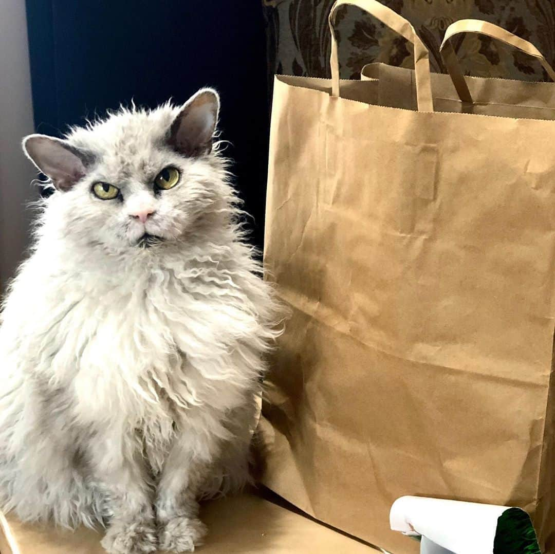 アルベルトさんのインスタグラム写真 - (アルベルトInstagram)「Obviously we have to ask- Who let the cat out of the bag?  I kill myself. #pompousalbert」9月2日 4時32分 - pompous.albert