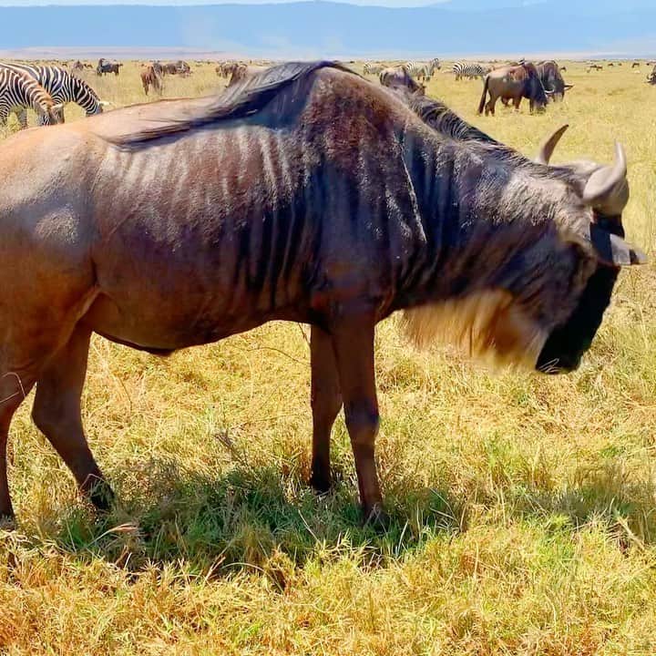 のインスタグラム：「Wildebeest」