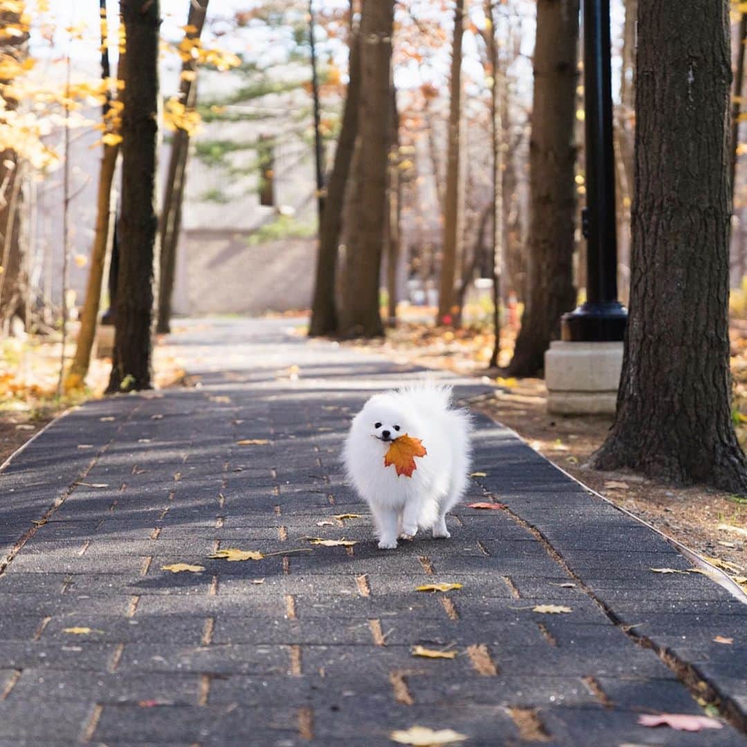 Mochi the Orkyehさんのインスタグラム写真 - (Mochi the OrkyehInstagram)「Hello September!🍁 I smell rotting leaves on the way! 😂🍂 #tb」9月2日 4時50分 - orkyeh
