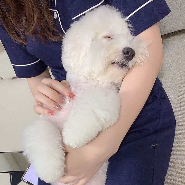 ハナマサのインスタグラム：「おじいちゃん おきて。  #hanamasagram #ビションフリーゼ　#おじいちゃん」
