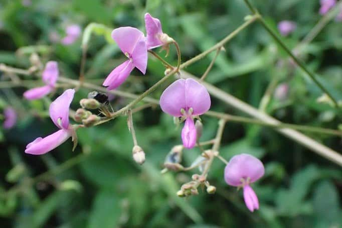 Soka Universityさんのインスタグラム写真 - (Soka UniversityInstagram)「Campus Seasonal Photos August ⑤ 丹木の歳時記　葉月五 ⑴ Chestnut・栗(クリ) ⑵ Desmodium paniculatum・荒地盗人萩(アレチヌスビトハギ) ⑶ Red heart lily・狐の剃刀(キツネノカミソリ) ⑷ Japanese spatterdock・河骨(コウホネ) ⑸ Persicaria senticosa・継子の尻拭い(ママコノシリヌグイ) ⑹ White patrinia・男郎花(オトコエシ) ⑺ Orthetrum albistylum speciosum・オオシオカラトンボ ⑻ Siebold’s dragonfly・オニヤンマ ⑼ White-tailed butterfly・スジグロシロチョウ ⑽ Jewel beetle・玉虫(タマムシ) #discoversoka #sodaigram #sokauniversity #hachioji #universitylifestyle #campuslife #august2020 #summerpics #environmentallyfriendly #colorsoflife #創価大学 #八王子 #大学 #キャンパス #夏写真 #葉月 #環境 #８月 #風景写真が好き #構内」9月2日 14時39分 - sokauniversity