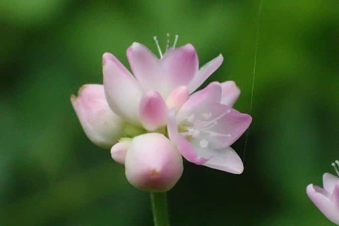 Soka Universityさんのインスタグラム写真 - (Soka UniversityInstagram)「Campus Seasonal Photos August ⑤ 丹木の歳時記　葉月五 ⑴ Chestnut・栗(クリ) ⑵ Desmodium paniculatum・荒地盗人萩(アレチヌスビトハギ) ⑶ Red heart lily・狐の剃刀(キツネノカミソリ) ⑷ Japanese spatterdock・河骨(コウホネ) ⑸ Persicaria senticosa・継子の尻拭い(ママコノシリヌグイ) ⑹ White patrinia・男郎花(オトコエシ) ⑺ Orthetrum albistylum speciosum・オオシオカラトンボ ⑻ Siebold’s dragonfly・オニヤンマ ⑼ White-tailed butterfly・スジグロシロチョウ ⑽ Jewel beetle・玉虫(タマムシ) #discoversoka #sodaigram #sokauniversity #hachioji #universitylifestyle #campuslife #august2020 #summerpics #environmentallyfriendly #colorsoflife #創価大学 #八王子 #大学 #キャンパス #夏写真 #葉月 #環境 #８月 #風景写真が好き #構内」9月2日 14時39分 - sokauniversity