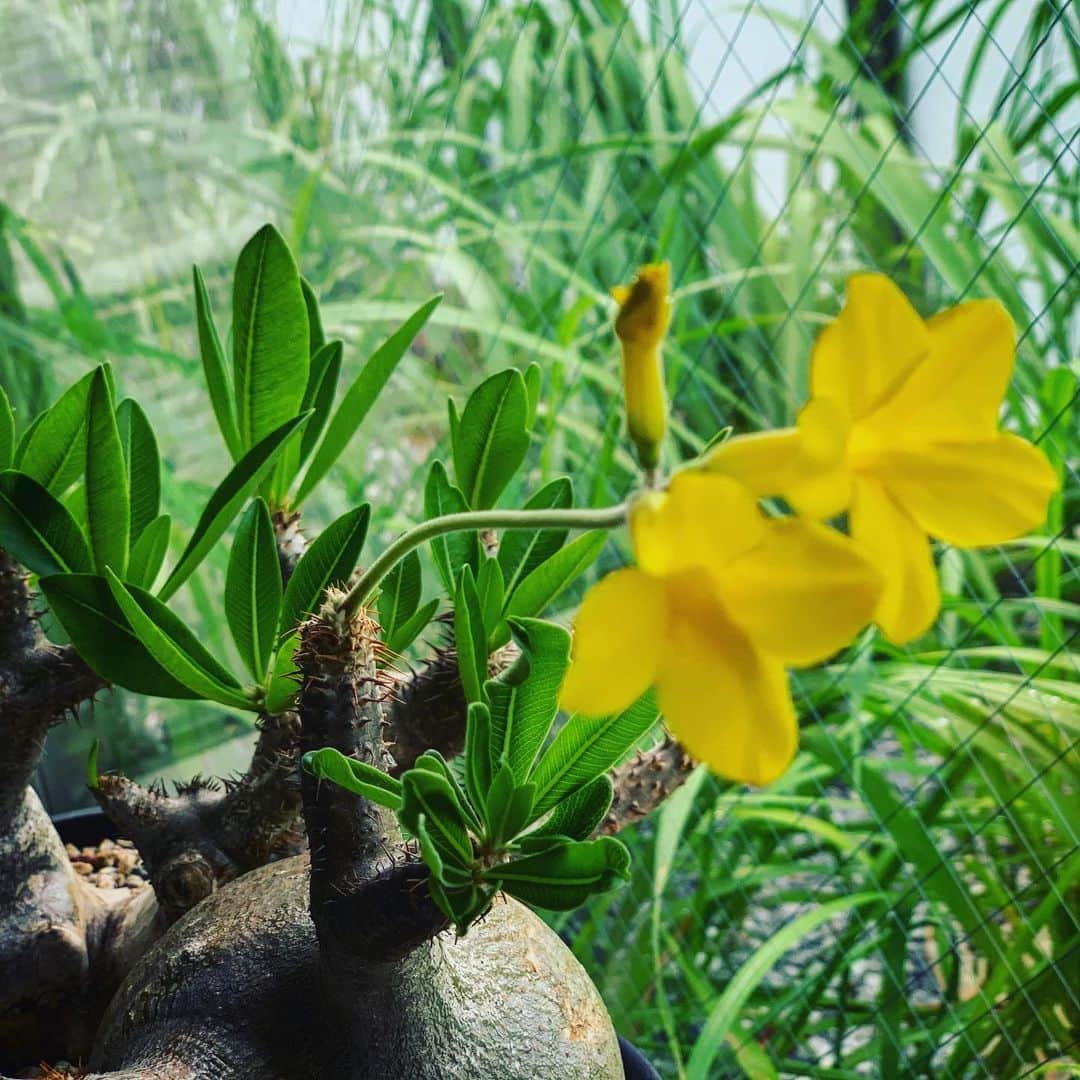 夏目ナナのインスタグラム：「うちのパキポさんにお花咲きました🌼」